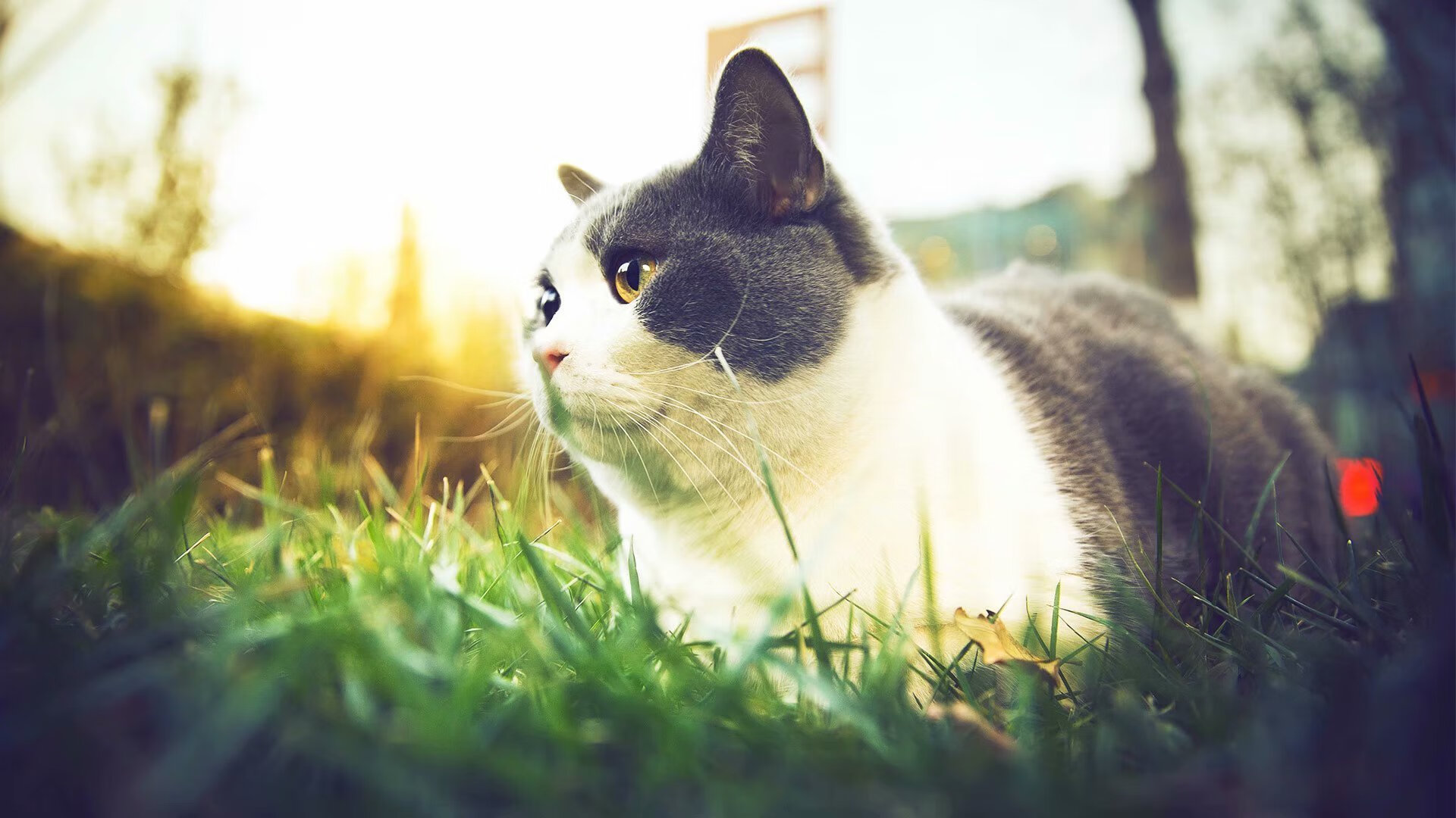 开云体育登录-中国男篮制定三年发展计划 聚焦国际竞争力,中国男篮的未来就看这5人了