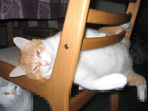 开云体育在线登入-自由式滑雪新赛制更注重技巧评分，自由式滑雪赛事介绍