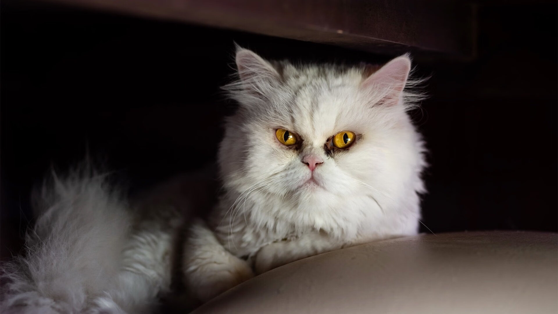 开yun官网-李恩：凭借出色的跑位和传球能力，成为全黑队进攻的关键，李恩个人简介