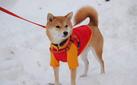 开云体育-柬埔寨男篮在亚洲锦标赛中奋力争胜,体育发展迅速