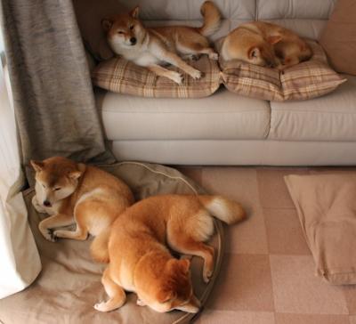 开运体育电脑版-森林狼揭开季前训练营序幕，森林狼季前赛